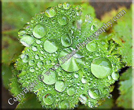 Rain Drops