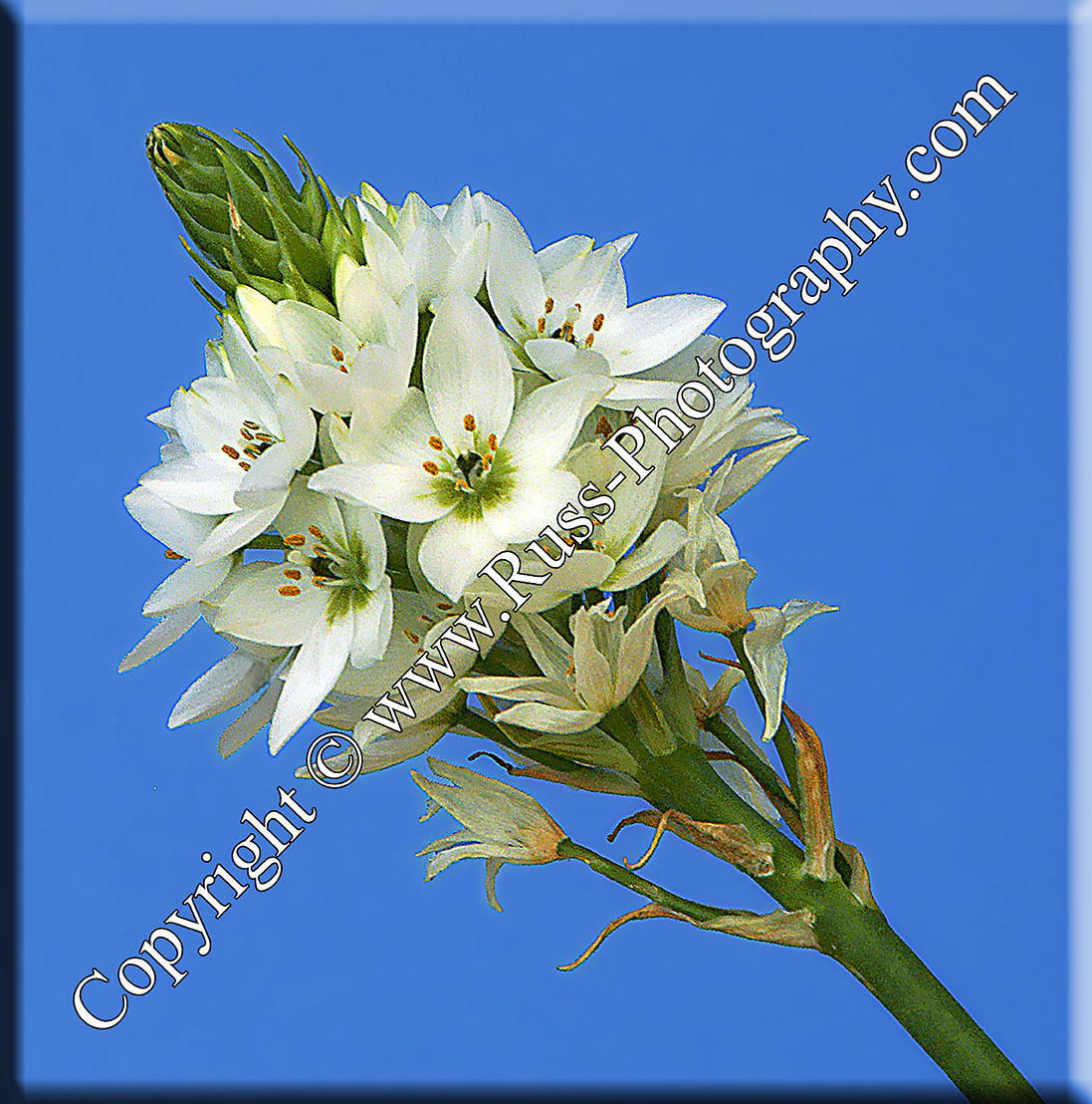 Cape Chincherinchee