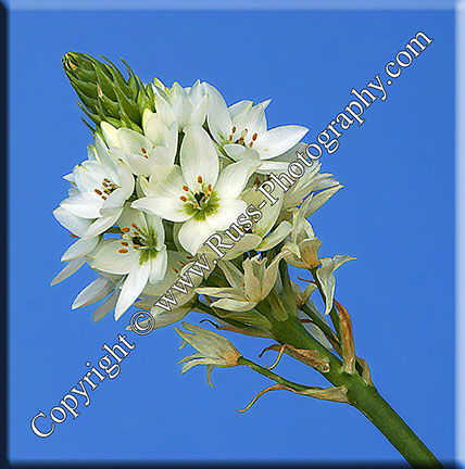 Cape Chincherinchee