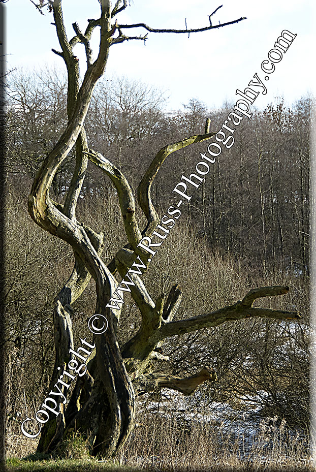 Decorative Photography