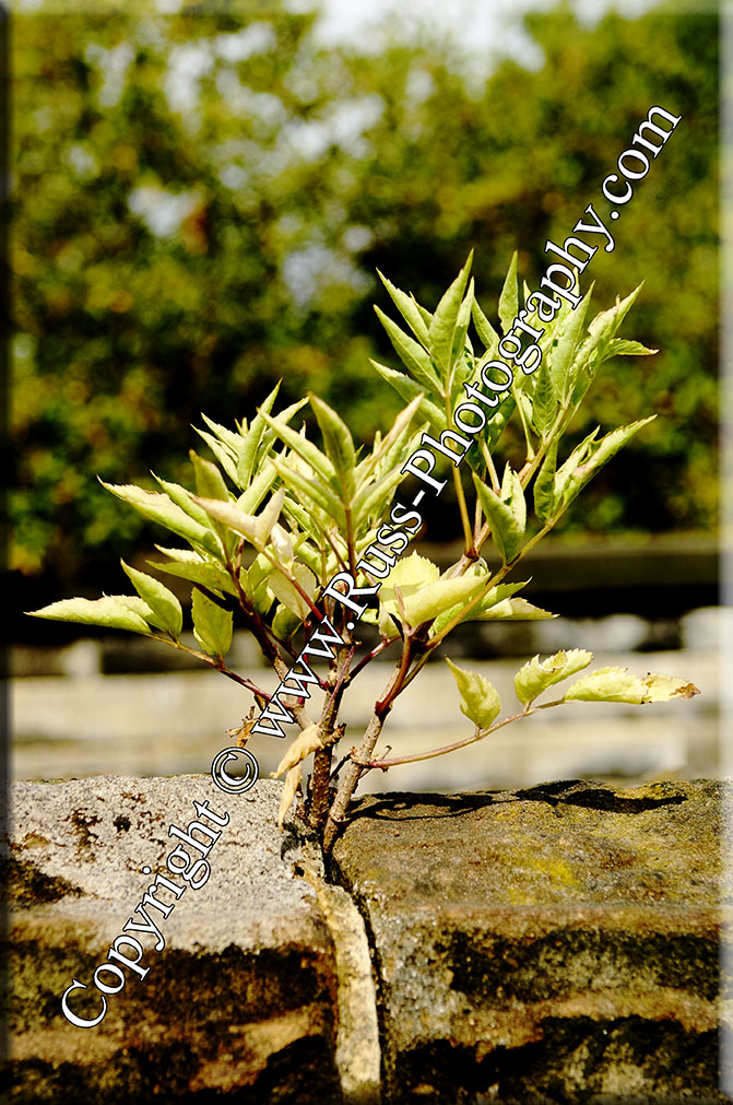 Decorative Photography
