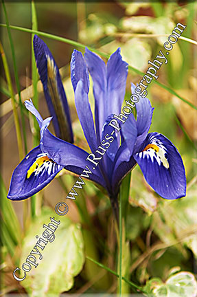 Iris