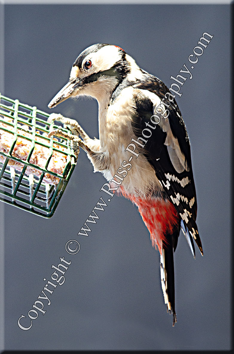Woodpecker
