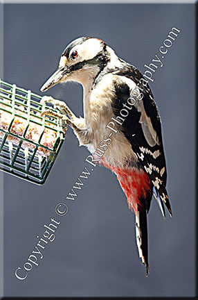 Woodpecker
