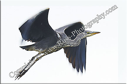 Heron