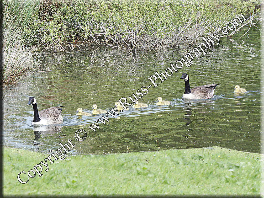 Decorative Photography