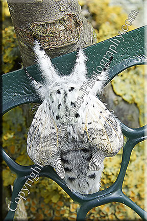 Giant Furry Moth