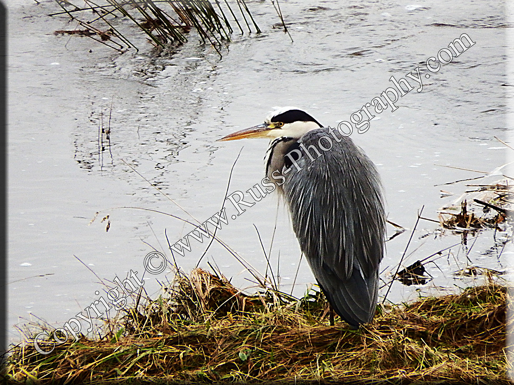 Fisherman