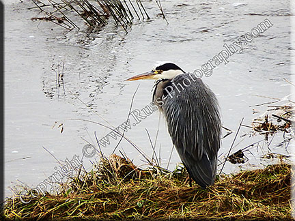 Fisherman