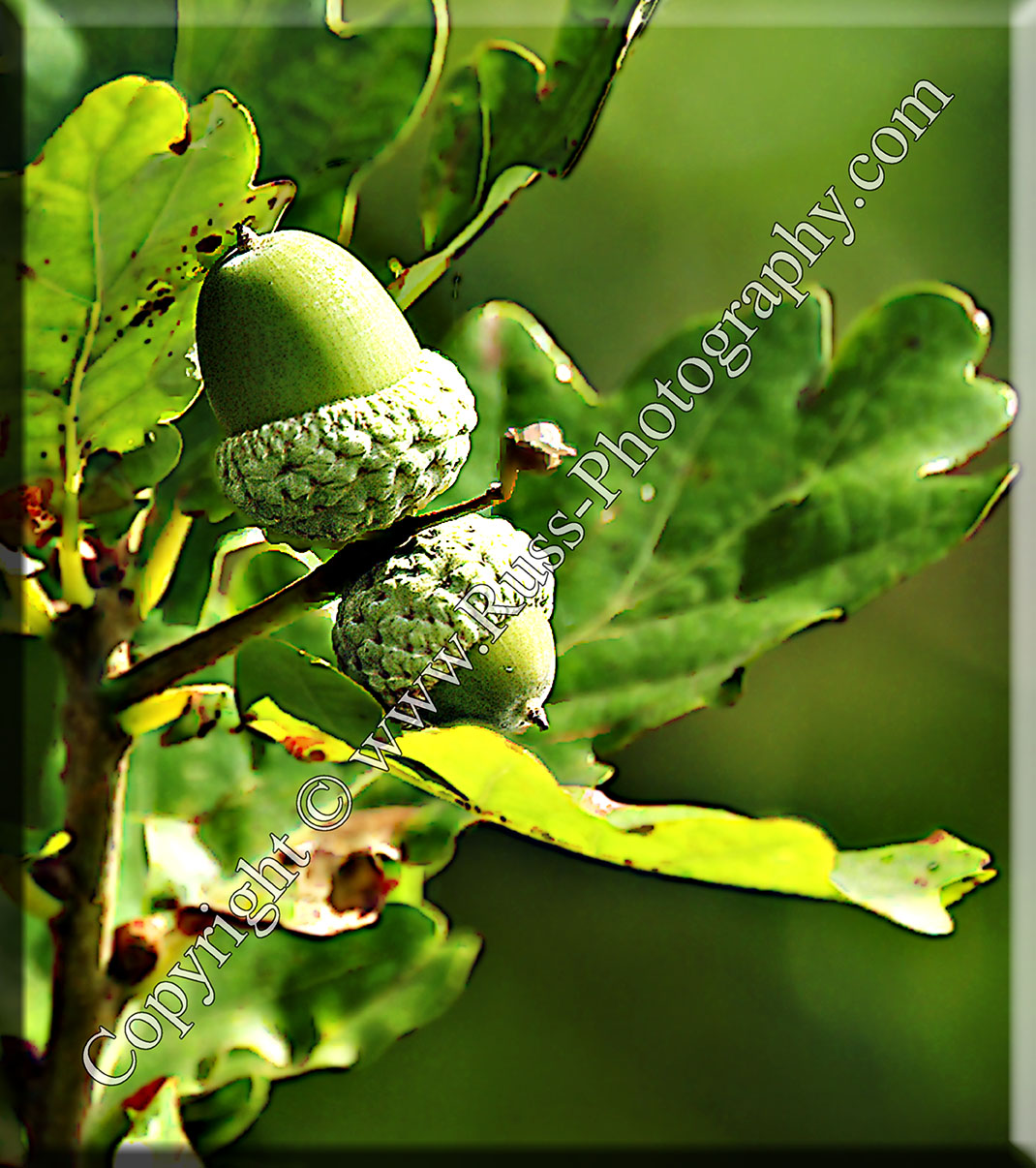 Acorn