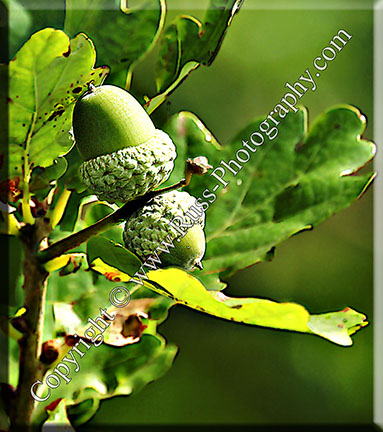 Acorn