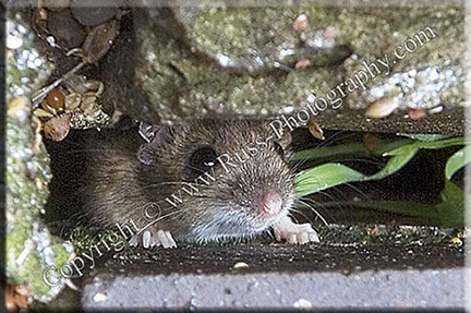 Little Visitor