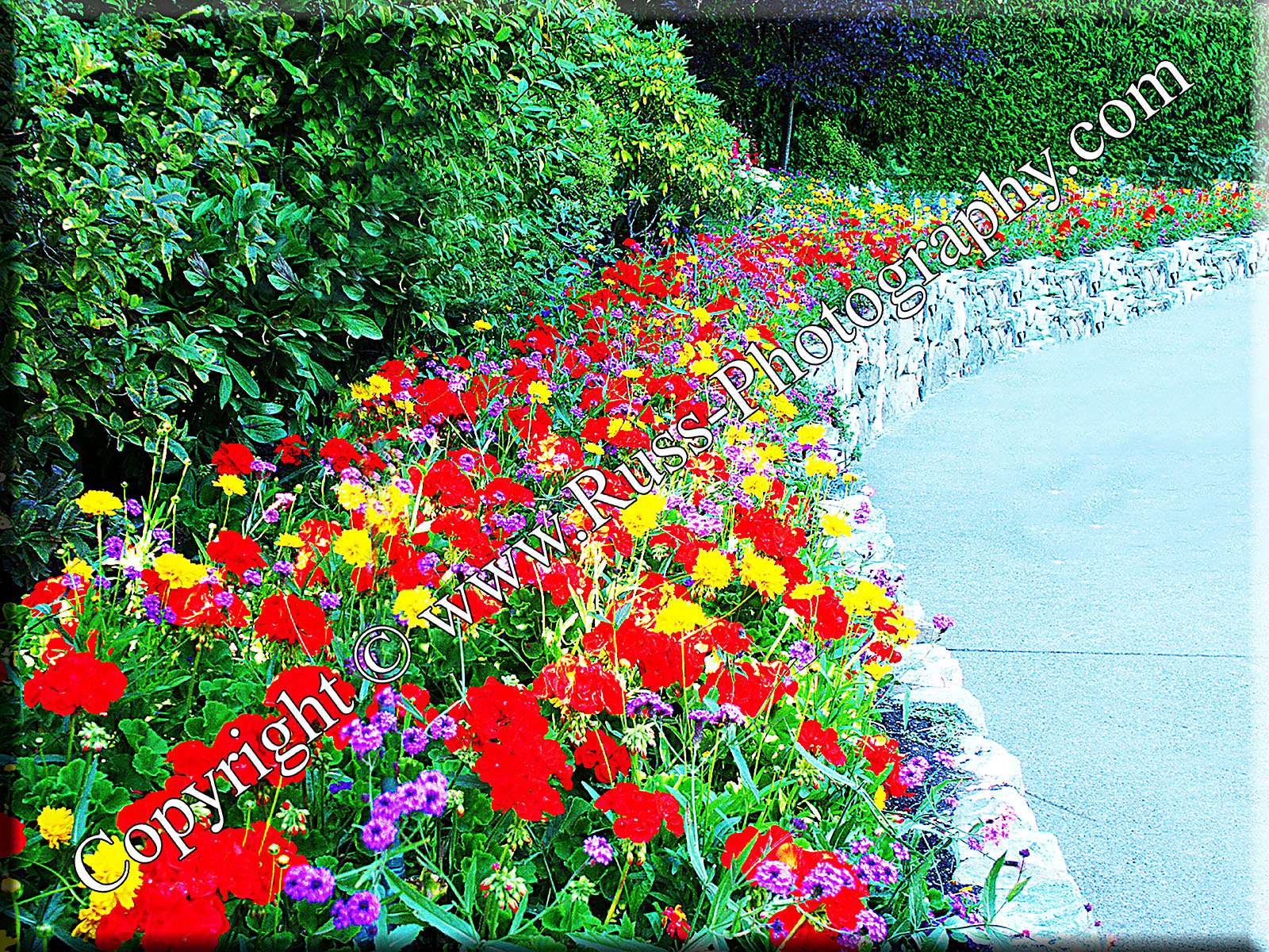 Garden Colour