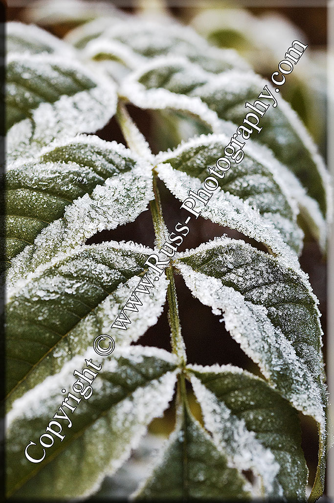 Sumac Frost