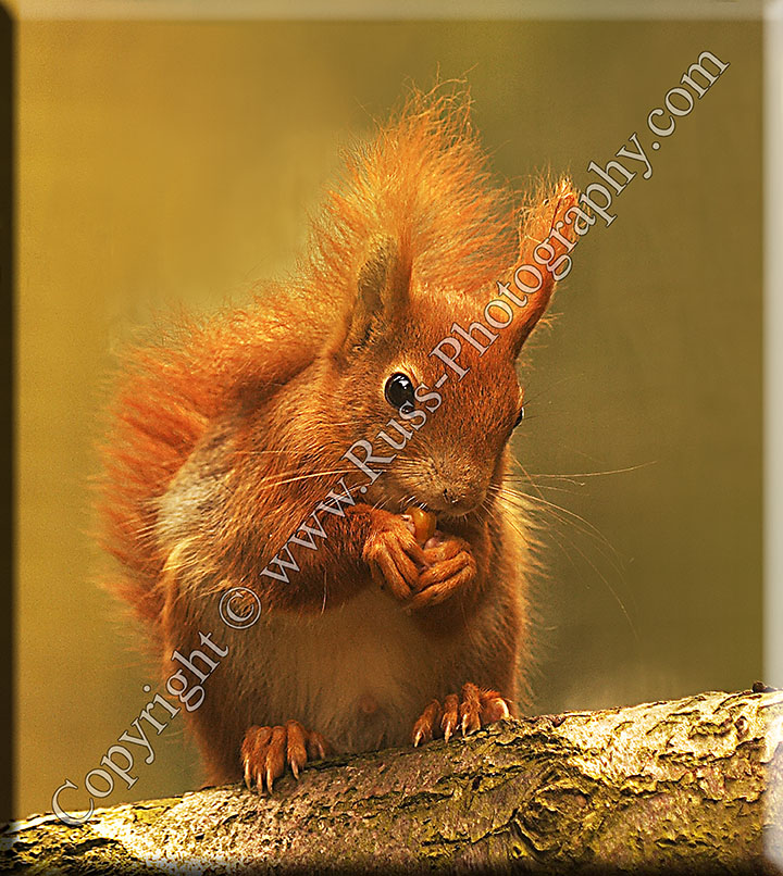 Red Squirrel