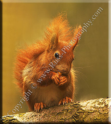 Red Squirrel