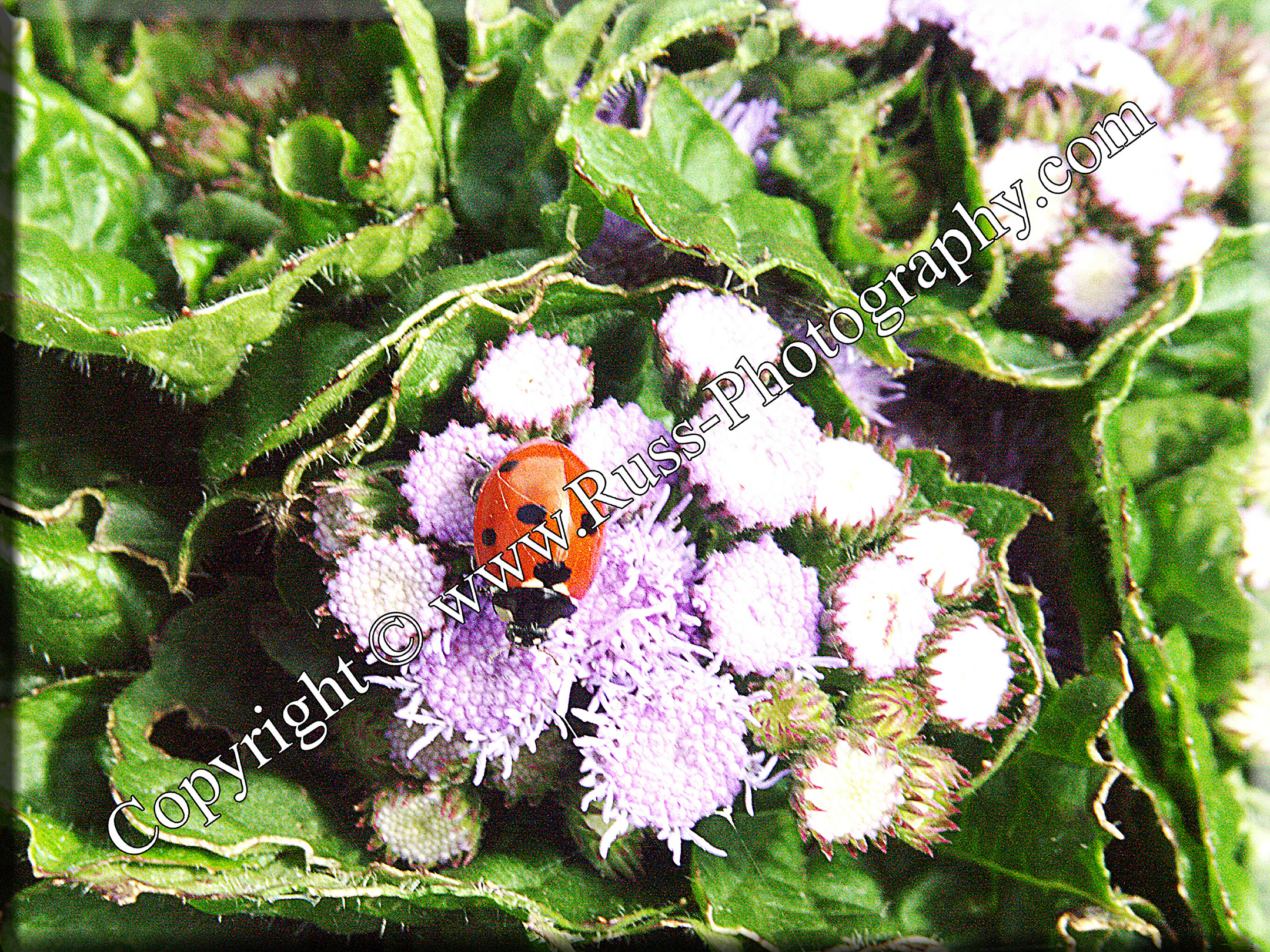 Ladybird