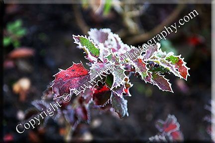 Winter Holly