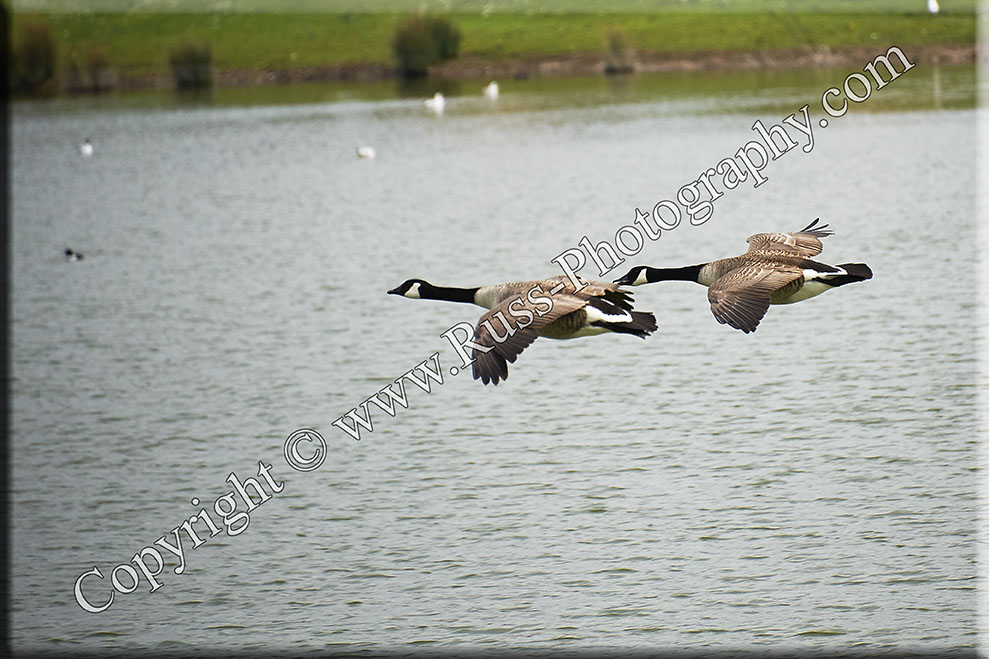 Formating Geese
