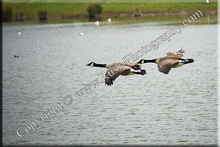 Formatting Geese