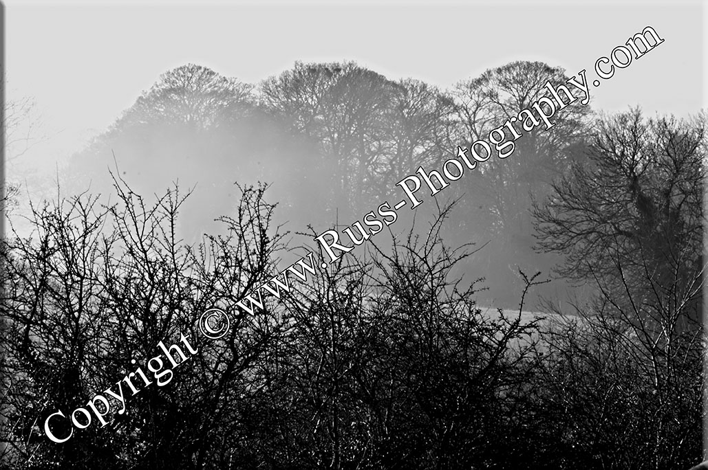 Mist in the Trees