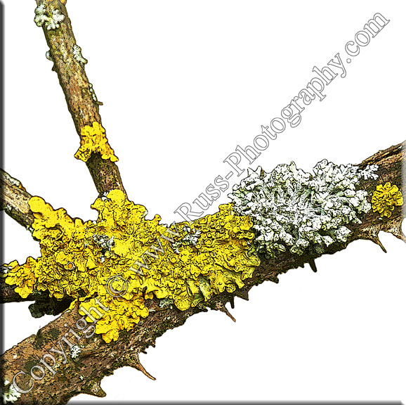 Decorative Photography