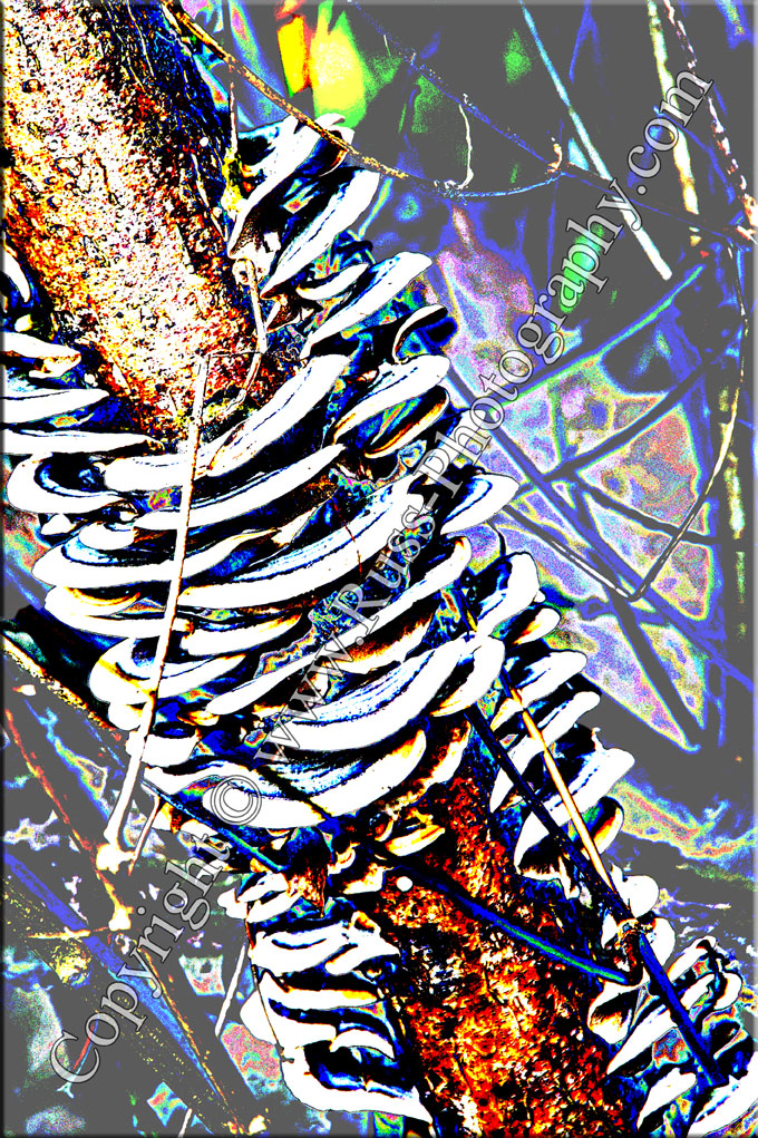Decorative Photography