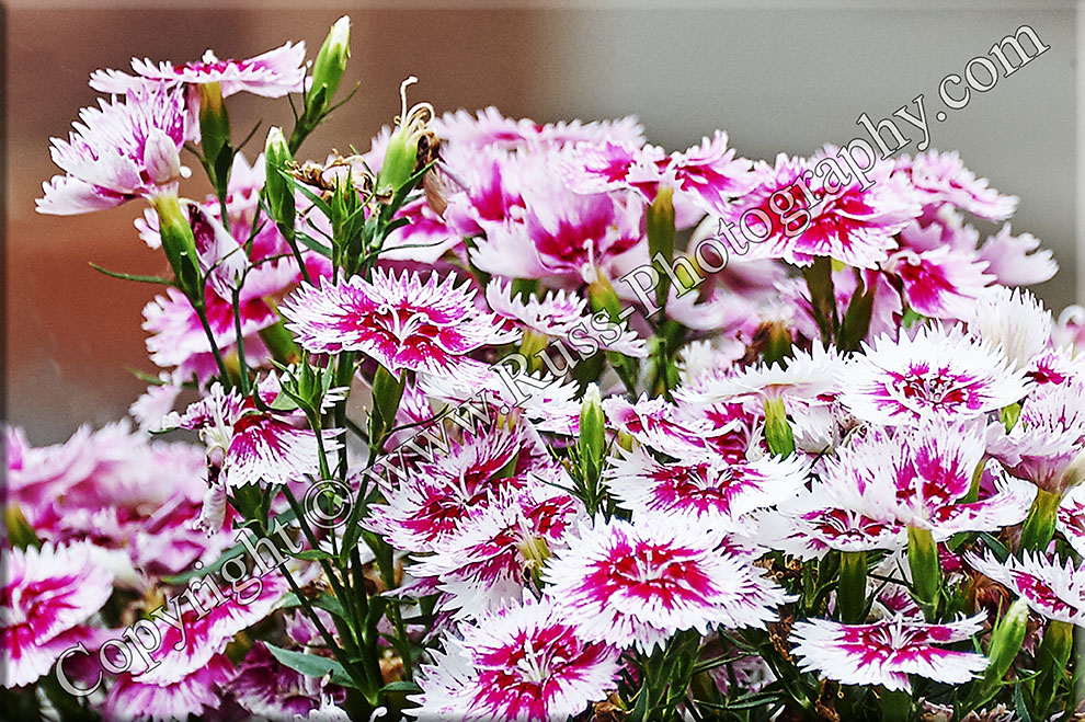 Decorative Photography