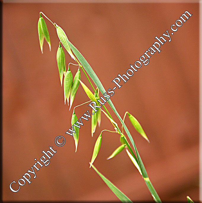 Decorative Photography