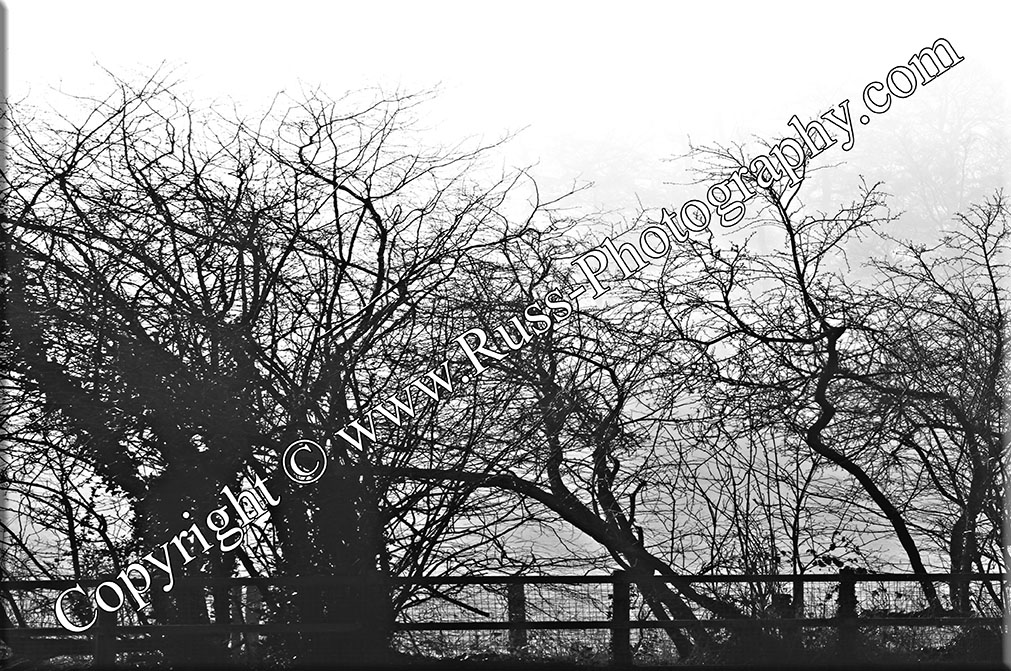 Decorative Photography