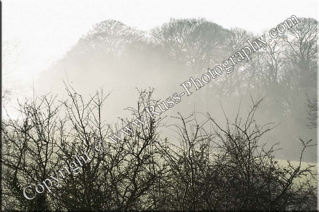 Decorative Photography