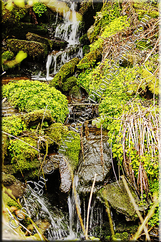 Decorative Photography