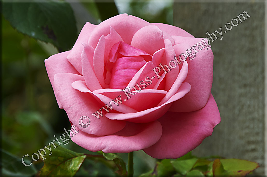 Decorative Photography