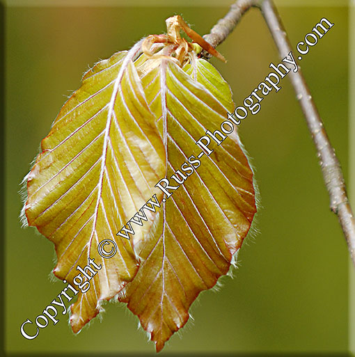 Decorative Photography