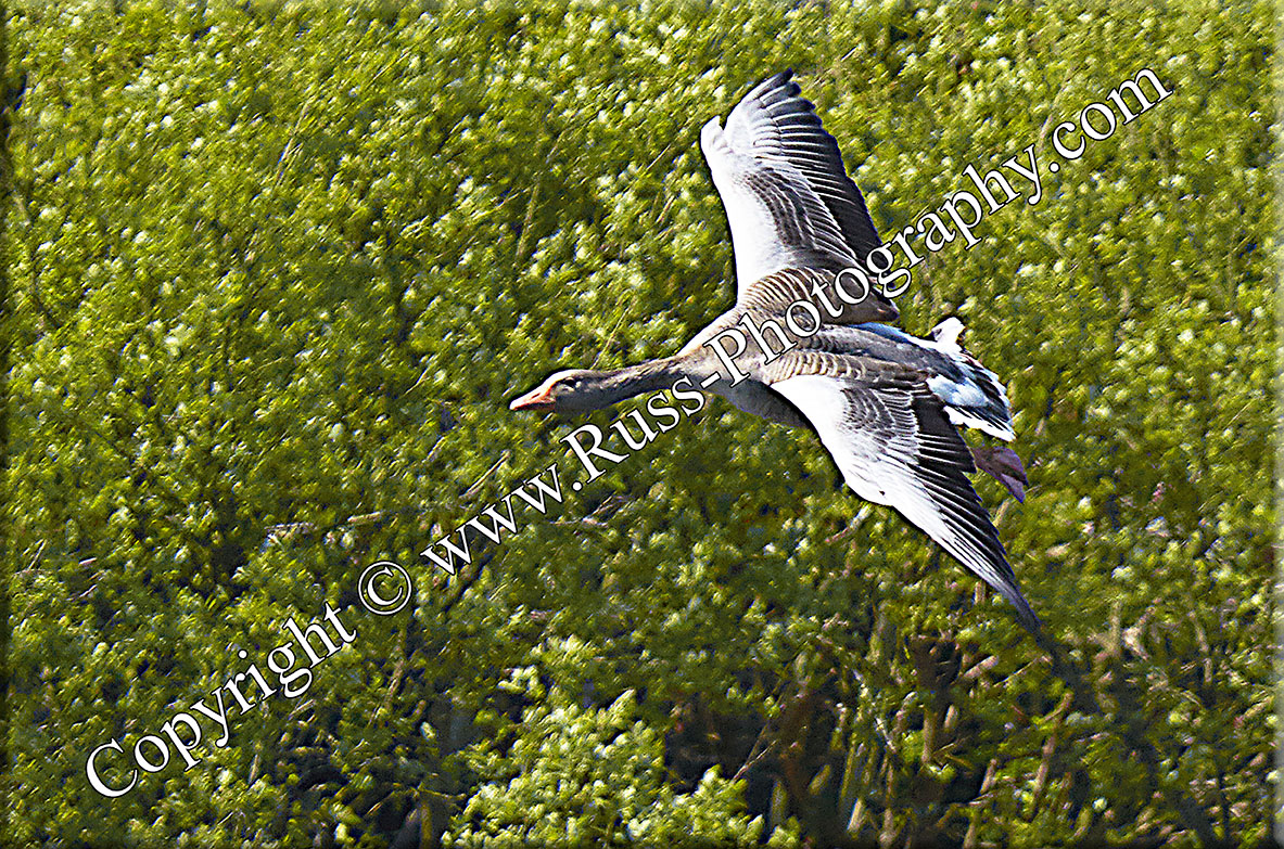 Decorative Photography