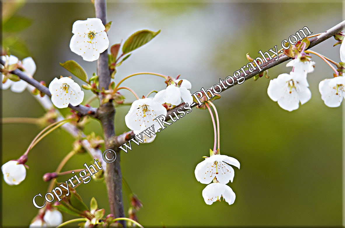 v Photography